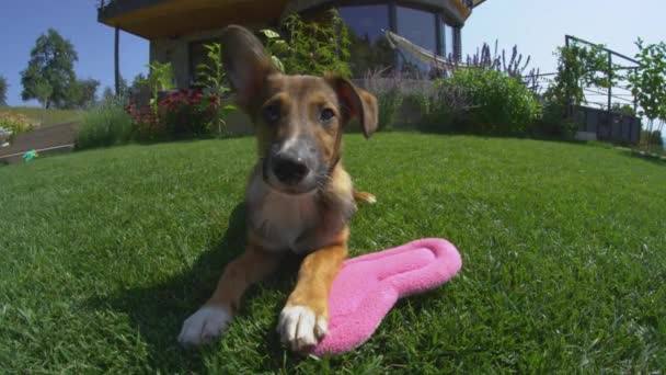 Slow Motion Adorable Puppy Lying Sunny Garden Pink Heart Shaped — Vídeos de Stock