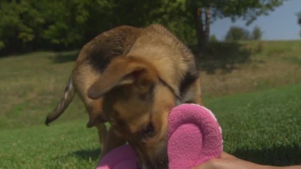 Slow Motion Adorable Puppy Playing Pink Valentine Pillow Sunny Garden — Wideo stockowe