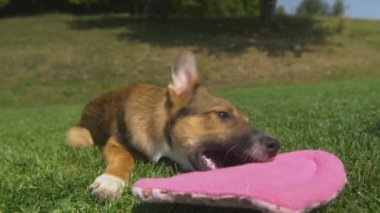 SLOW MOTION: Cute playful puppy grabs pink heart-shaped pillow and runs away. Adorable young doggy playing with valentine's heart in sunny garden. Four-legged canine friends always share the love.