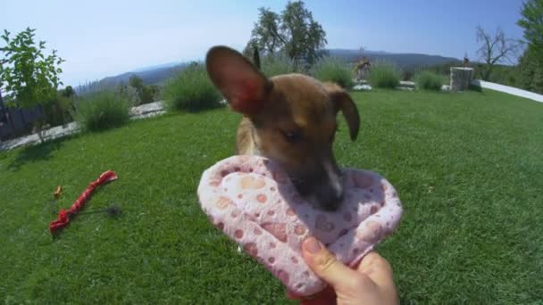 Slow Motion Playful Young Puppy Tug War Game Pink Valentine — 图库视频影像