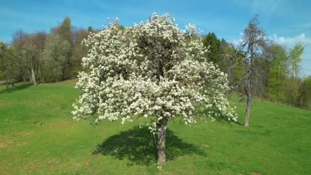 Wspaniała Wiosna Kwitnące Drzewo Owocowe Pełne Białych Kwiatów Delikatne Białe — Wideo stockowe