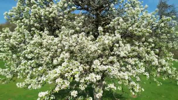 과일나무가 피우고 깨어나는 과수원에는 꽃들이 봄철의 온도는 식물을 — 비디오