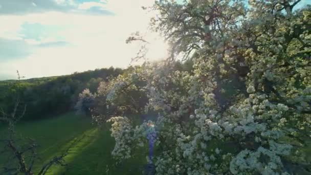 Prächtig Frühlingsblühender Obstbaum Voller Weißer Blüten Zarte Weiße Blüten Eines — Stockvideo
