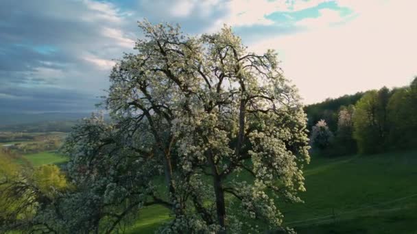 Magnífico Árbol Frutal Floreciente Primavera Lleno Flores Blancas Delicadas Flores — Vídeos de Stock
