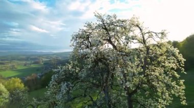 Magnificent spring flowering fruit tree full of white blossoms. Delicate white flowers of blooming tree in awakening orchard. Warm temperatures in springtime bring plants to life