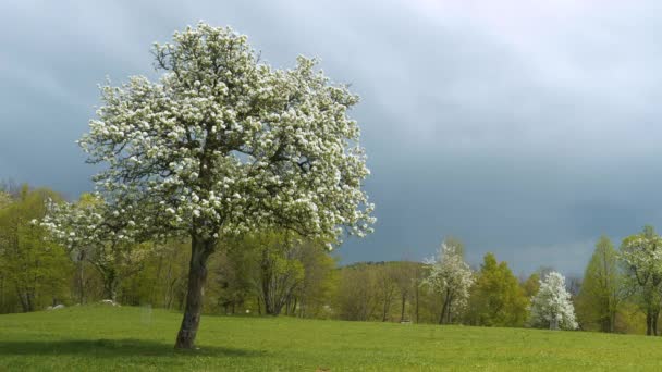 Swaying Branches Fruit Tree Filled Beautiful White Flowers Amazing Contrast — Wideo stockowe