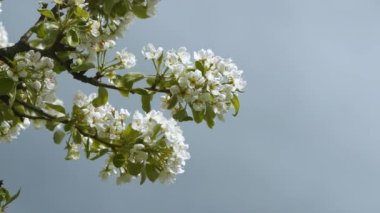 Swaying branches of a fruit tree filled with beautiful white flowers. Amazing contrast between delicate bright blossoms of blooming tree in awakening orchard and rolling dark rain clouds