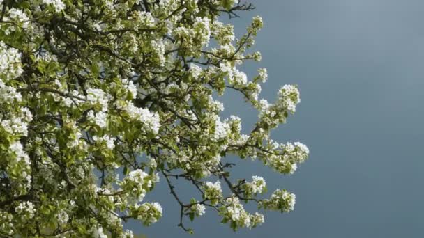 Ταλαντευόμενα Κλαδιά Οπωροφόρου Δένδρου Γεμάτα Όμορφα Λευκά Λουλούδια Εκπληκτική Αντίθεση — Αρχείο Βίντεο