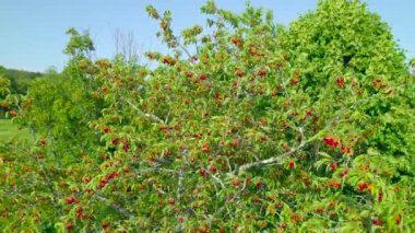 Shiny ripe red cherries hanging from branches of lush treetop. Tree branches and twigs bending under the weight of clusters of cherries. Bountiful harvest in orchard in early summer