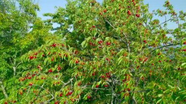 Shiny ripe red cherries hanging from branches of lush treetop. Tree branches and twigs bending under the weight of clusters of cherries. Bountiful harvest in orchard in early summer