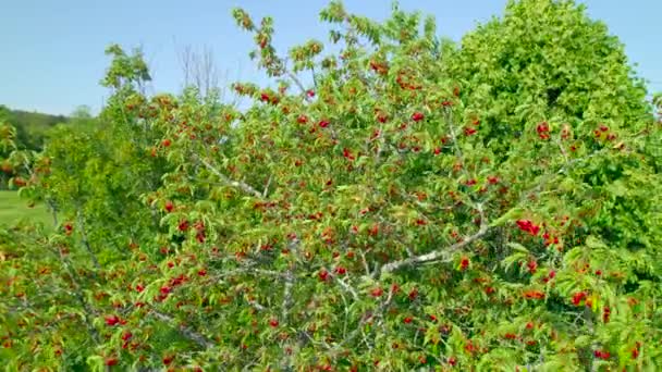 Shiny Ripe Red Cherries Hanging Branches Lush Treetop Tree Branches — Video