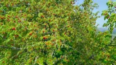 Shiny ripe red cherries hanging from branches of lush treetop. Tree branches and twigs bending under the weight of clusters of cherries. Bountiful harvest in orchard in early summer