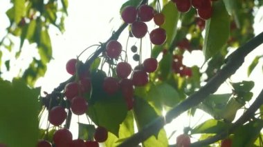 Sun shines through the branches with plenty of ripe red cherries. Gentle wind swaying cherry treetop full of sweet and tasty fruits. Bountiful fruit harvest in orchard in early summer.