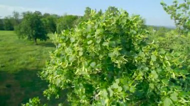 Lushly flowering tall linden tree in a vibrant green color of springtime. Spring wind swaying blooming linden branches. Beautiful young and fresh foliage of deciduous trees after cold season