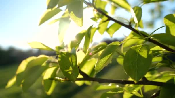 Ζεστές Ηλιαχτίδες Διαπερνούν Φρέσκα Πράσινα Φύλλα Οπωροφόρου Δένδρου Δέντρο Κλαδιά — Αρχείο Βίντεο