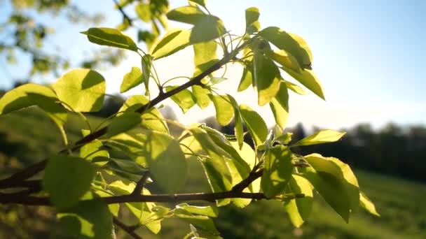 Meleg Napsugarak Kukucskálnak Egy Gyümölcsfa Friss Élénk Zöld Levelein Buja — Stock videók