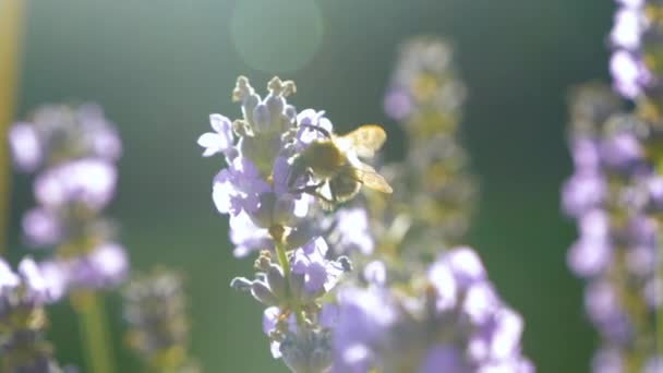 Close Dof Working Honey Bee Pollinates Beautiful Fragrant Lavender Flowers — Stock Video