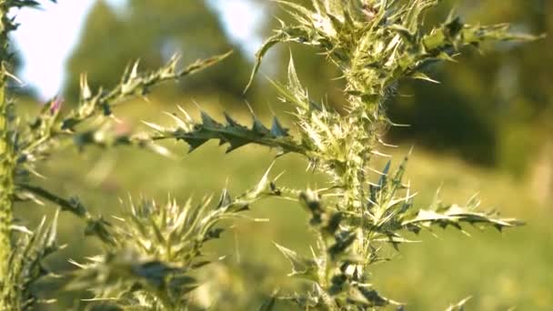 Dof Close 夏天花园里长着带刺的茎和乳香叶 高耸的草本植物 具刚硬而锐利的刺 被称为医疗和入侵花的阳光照射下的福奶茴香 — 图库视频影像