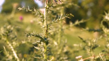 Yeşil dikenli gövdesi ve yaprakları olan mor çiçekli süt devedikeni. Sert ve keskin dikenli, dik bitkiler. Güzel, çiçek açan, kutsal süt devedikeni yaz bitkileri bahçesinde..