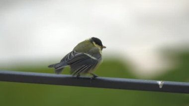 CLOSE UP, DOF: Baby great tit bird waiting on fence for it's mother to feed it. Adorable parenting moment while birdwatching at home backyard. Brood feeding among feathered animals in springtime.