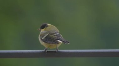 CLOSE UP, DOF: Immature great tit bird flies away from perching on patio fence. Cute moments while watching birds at home backyard. Colorful fledgling songbird goes after for his mother great tit.