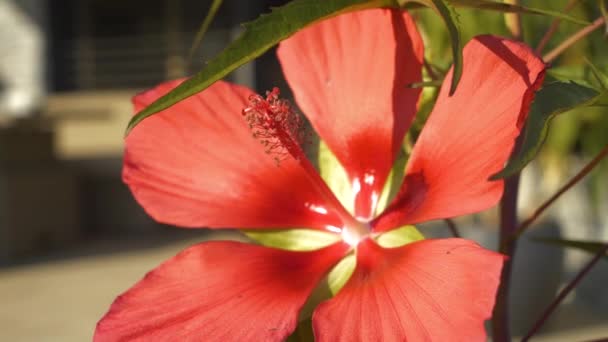 Zavřeno Dof Ohromující Červený Květ Ibiškového Kokainu Kvetoucího Létě Detailní — Stock video