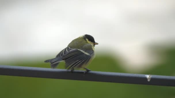 Close Dof Baby Great Tit Bird Waiting Fence Mother Feed — Stockvideo