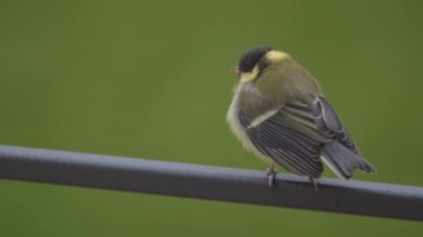 CLOSE UP, DOF: Curious great tit fledgling perching on fence on a spring day. Adorable moments while watching birds at home backyard. Colorful immature songbird looking out for his mother great tit.