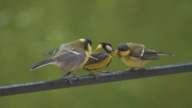 CLOSE UP, DOF: Two cute baby great tit birds on fence being fed by their mother. Adorable parenting moment while birdwatching at home backyard. Brood feeding among feathered animals in springtime.