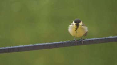 CLOSE UP, DOF: Adorable young baby bird being fed by it's caring mother great tit. Heart-warming parenting moment while birdwatching at home backyard. Brood feeding among feathered animals in spring.