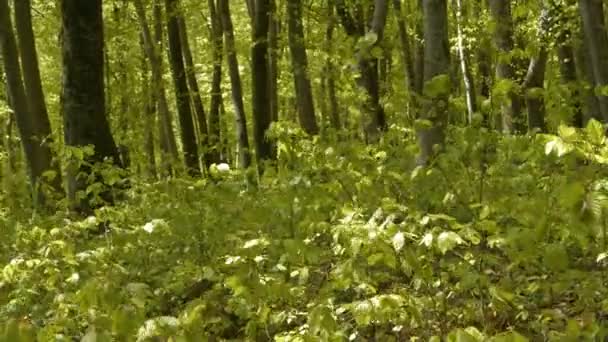 Gyönyörű Bükkerdő Friss Élénk Zöld Levelekkel Tavasszal Lombhullató Erdők Buja — Stock videók