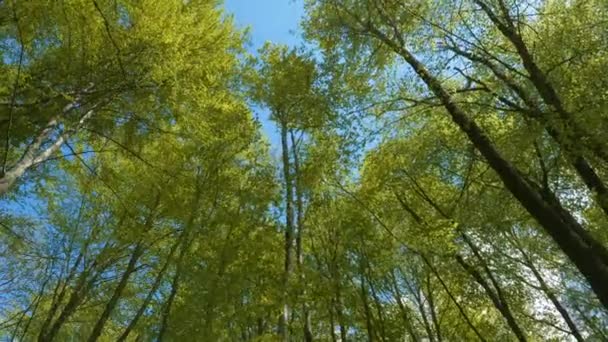 Btom Козырьки Буковых Деревьев Свежими Весенними Листьями Красивый Лиственный Лес — стоковое видео