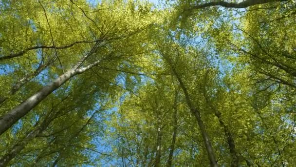 Rüzgarda Sallanan Taze Bahar Yapraklarıyla Birlikte Uzun Kayın Ağaçlarının Gölgeleri — Stok video