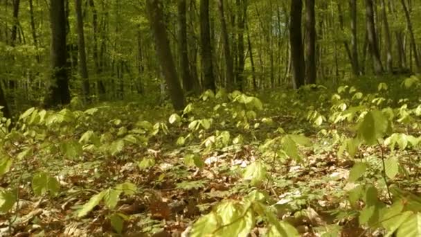 Sunlit Undergrowth Thriving Young Beech Seedlings Windy Spring Day Lush — Stock Video