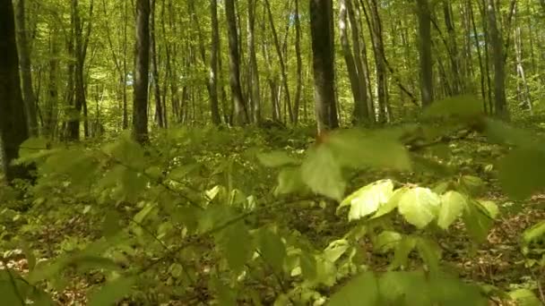 Delikatna Wiosenna Bryza Porusza Świeżymi Zielonymi Liśćmi Leśnego Podnóża Bujny — Wideo stockowe