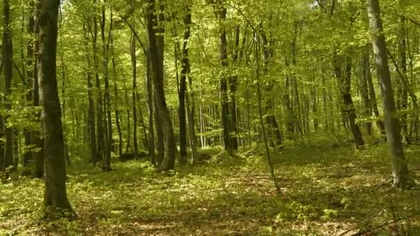 Wspaniały Las Liściasty Świeżymi Zielonymi Liśćmi Które Kiełkował Wiosną Bujny — Wideo stockowe