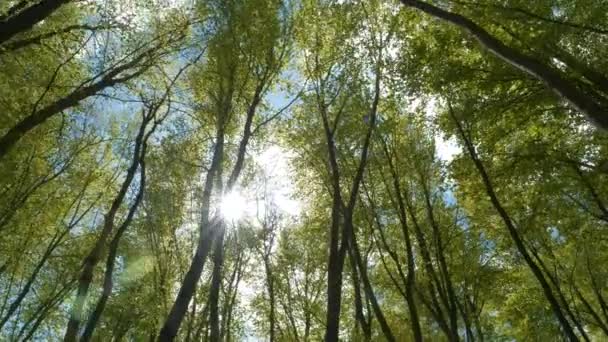 Bottom Lens Flare Słońce Świeci Przez Bukowe Korony Drzew Świeżymi — Wideo stockowe