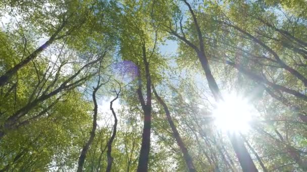 Bottom Lens Flare Mäktiga Bokträdtoppar Och Sol Som Skiner Genom — Stockvideo