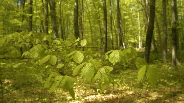 Zamknij Się Dof Słoneczna Gałązka Buka Żywymi Zielonymi Wiosennymi Liśćmi — Wideo stockowe