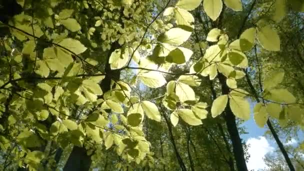 Bottom Lens Flare Sunbeams Peeking Fresh Spring Grown Beech Leaves — Stock Video