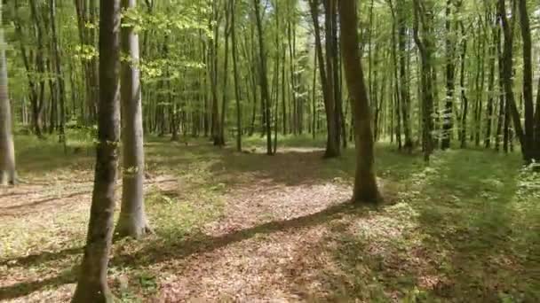 Aérial Fpv Drone Vol Vers Arrière Travers Une Forêt Luxuriante — Video