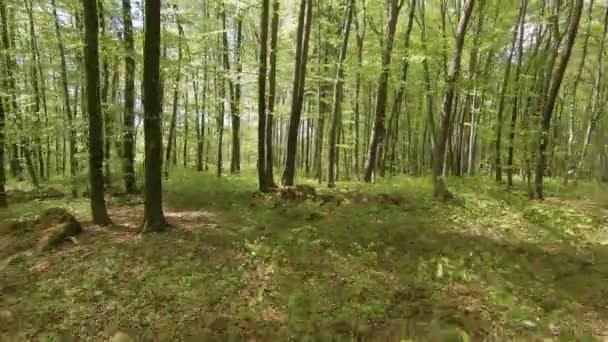 Aerial Fpv Drone Летит Назад Через Лиственный Лес Весенними Листьями — стоковое видео