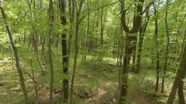 Аэриал Дрон Летает Среди Пышных Молодых Буковых Деревьев Ярко Зеленой — стоковое видео