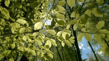 Bahar güneşi, taze kayın ağacı yapraklarının arasından süzülüyor. Vahşi ormanlık alanda büyüyen kayın ağaçlarının yemyeşil yaprakları. Yaprak döken ormanın baharda uyanması.