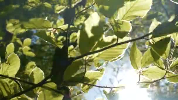 ボトムアップ レンズフレア 若い緑のブナの葉を揺らすことによって太陽光線が輝きます 落葉樹林の春の目覚め 野生の森の中で繁栄ブナの木の春成長鮮やかな緑の葉 — ストック動画
