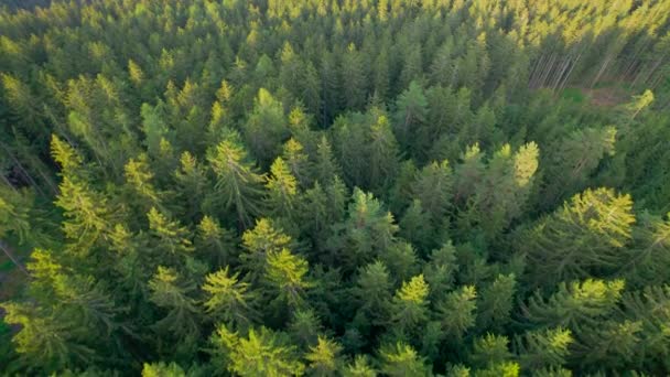Aerial Dichtes Waldgebiet Mit Kronen Aus Fichten Die Goldenem Licht — Stockvideo