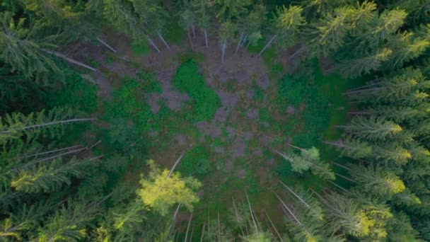 Aerial Top Δασικό Ξέφωτο Περιτριγυρισμένο Από Κορυφές Ελάτης Χρυσό Φως — Αρχείο Βίντεο