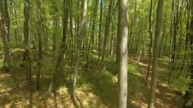 Kayın gövdeleri arasında yay yeşili yapraklarla yakın uçuş. Orman bitkilerinin baharda uyanması. Yaprak döken ağaçların ve yemyeşil ormanların arasında yetişen bahar yaprakları..