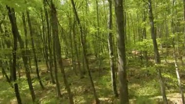 Yoğun büyüyen kayın gövdelerinin arasında canlı yapraklarla uçmak gibi bir şey. Orman bitkilerinin baharda uyanması. Yaprak döken ağaçların ve yemyeşil ormanların arasında yetişen bahar yaprakları..