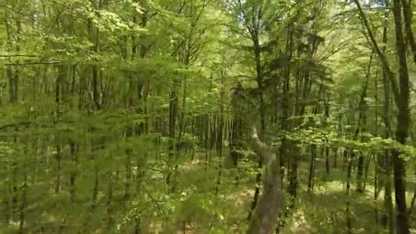 Aerial Fpv Drone Jarní Baldachýny Mladých Buků Plných Zelených Listů — Stock video